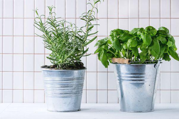 5 plante aromatice care curăță aerul din bucătărie