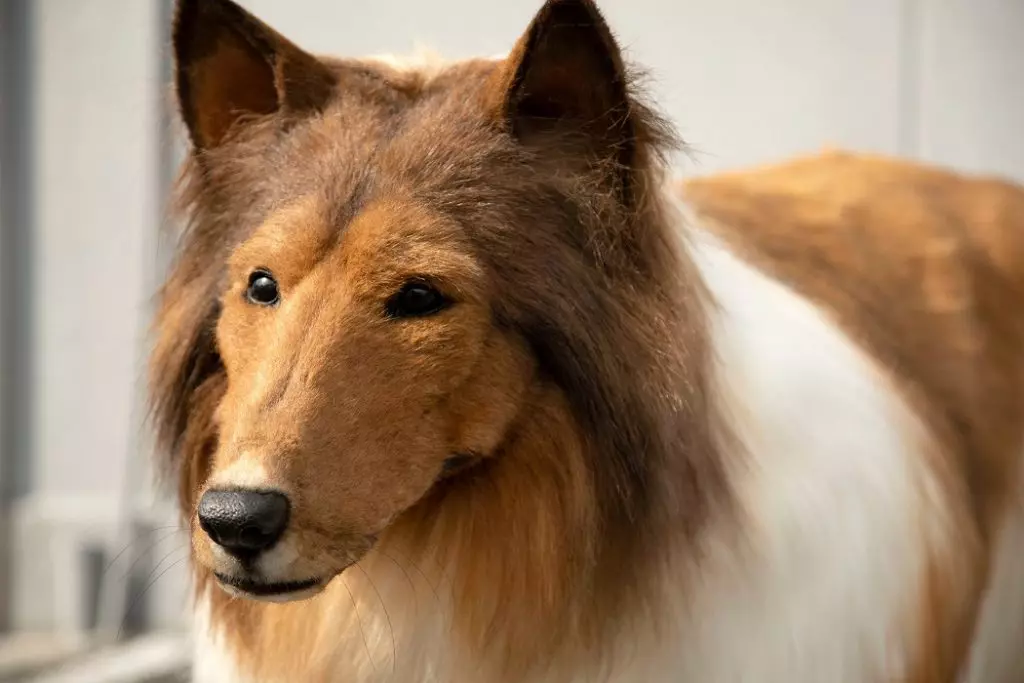 Un japonez a cheltuit peste 14.600 de euro pentru a se transforma într-un câine