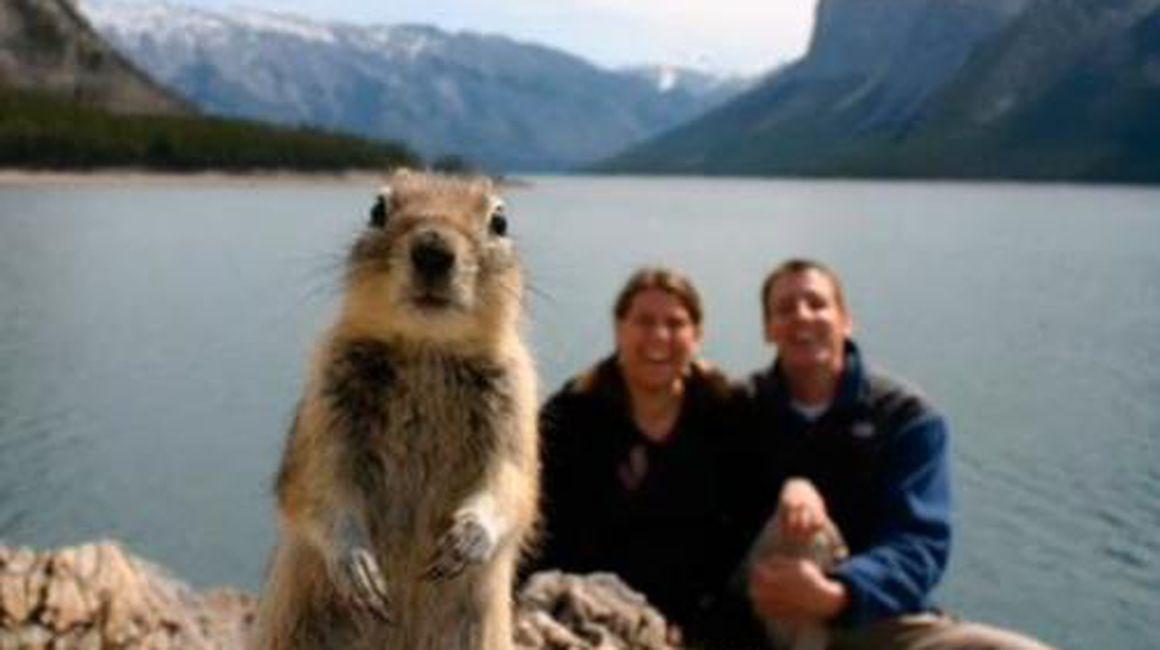 Poze Haioase Photobombs Cu Animale Vezi Ce Inseamnă