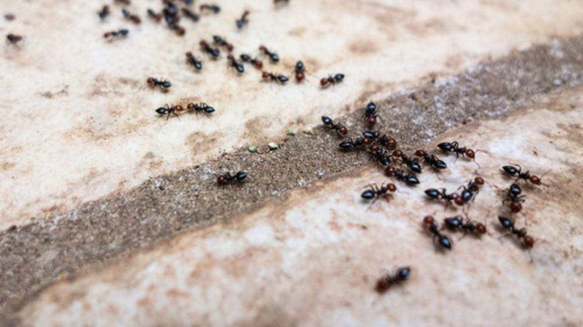 Imagini pentru furnici