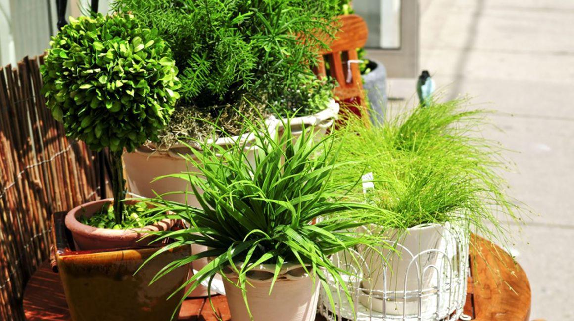 18 Plante De Apartament Care Purifică Aerul După Datele Nasa Divertisment Homepage Slider Inedit Unica Ro