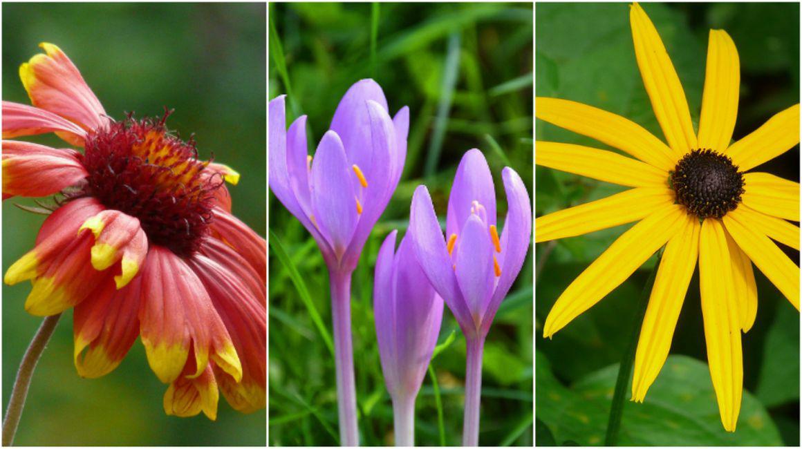 Poze Cu Flori De Toamnă Plantarea Florilor In Grădină Sau Ghiveci