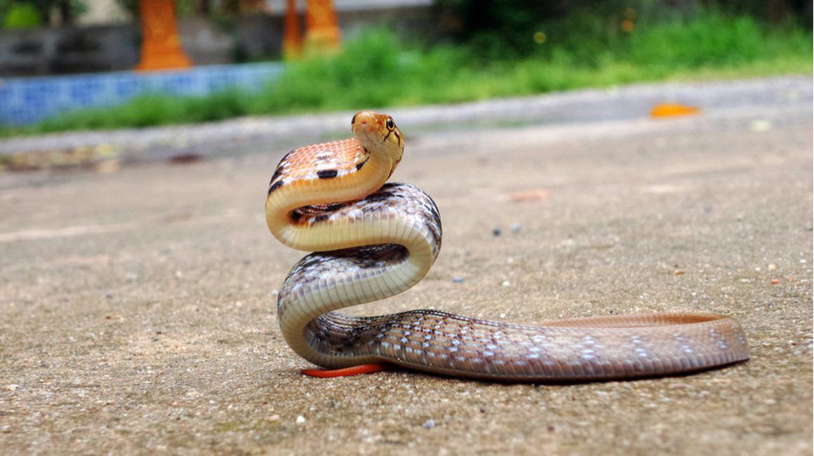 De Ce Ne E Frică De șerpi și De Păianjeni Diverse Divertisment