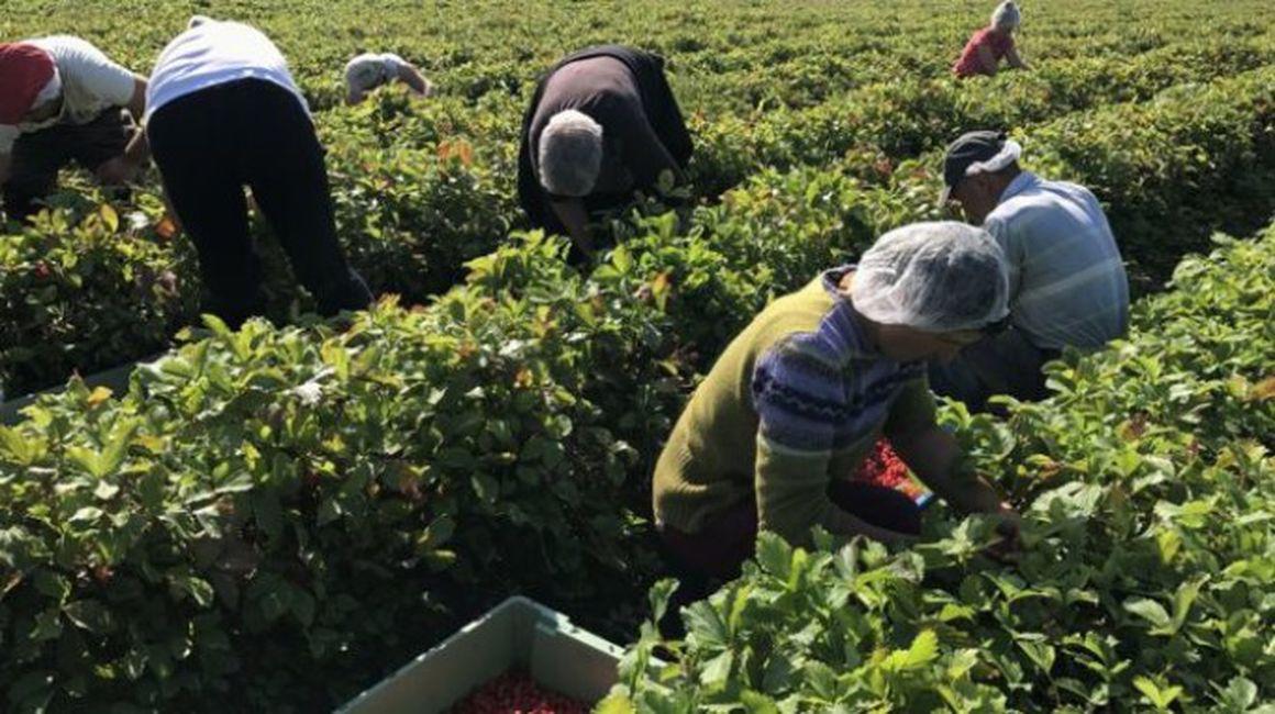 Analiză Bbc De Ce Refuză Romanii Locurile De Muncă In Agricultură