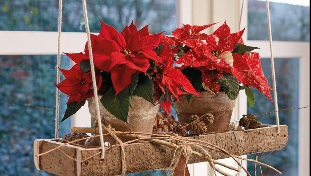 Tot ce trebuie să știi despre crăciunițe, cele mai râvnite plante de decor în perioada sărbătorilor