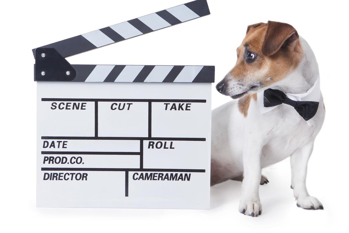 Filme Cu Caini Cele Mai EmoÈionante Èi Amuzante Filme Cu CÄÈei