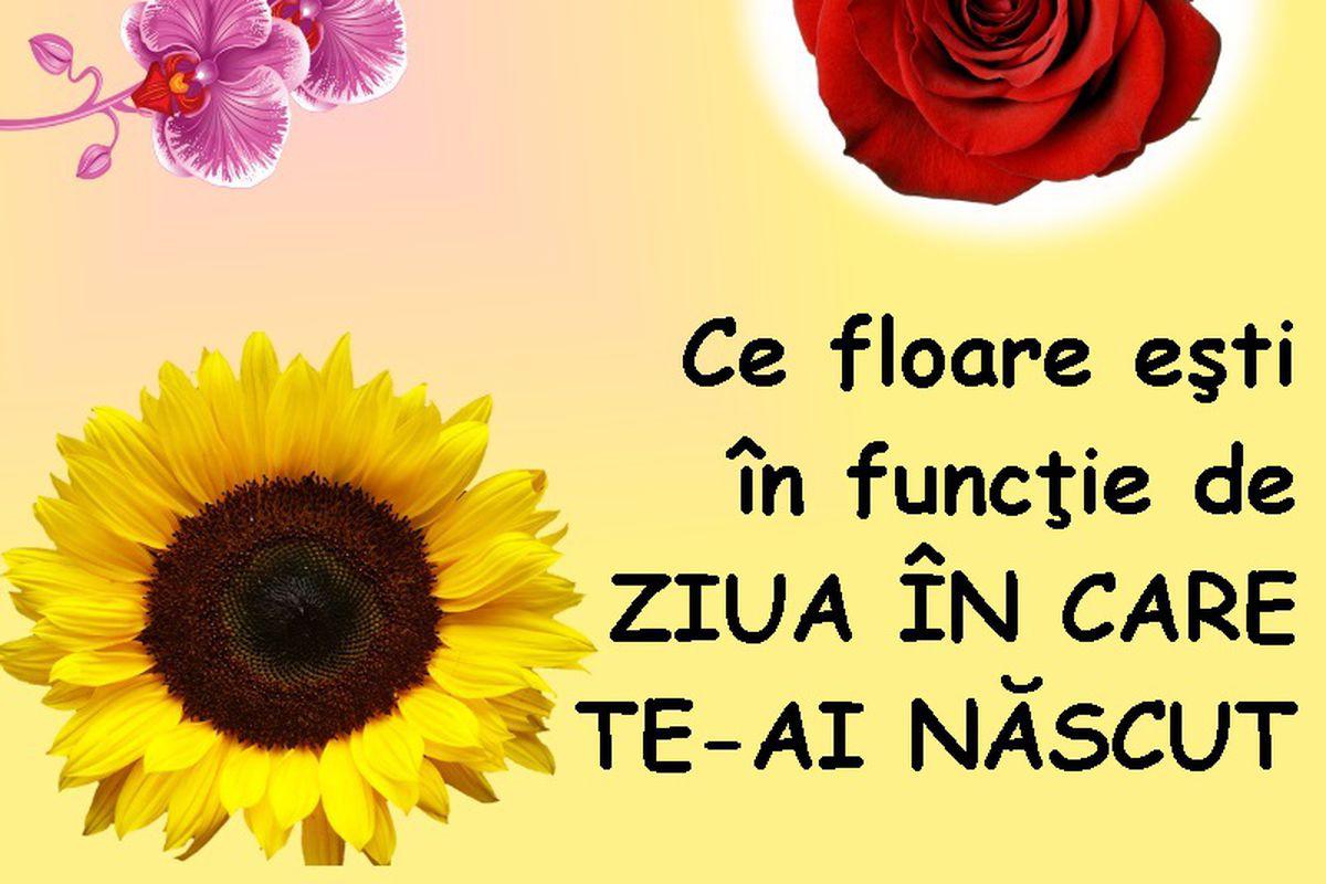 Alăstrea Mac Papucul Doamnei Află Ce Floare Esti In Funcţie De Ziua Nasterii Stiri Pe Scurt Unica Ro