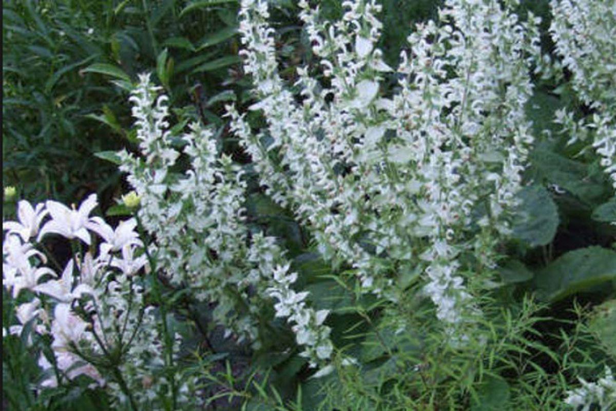 P La Ce Este Bună Salvia Albă Advertorial Boli Si Tratamente Sănătate Unica Ro La Ce Este Bună Salvia Albă