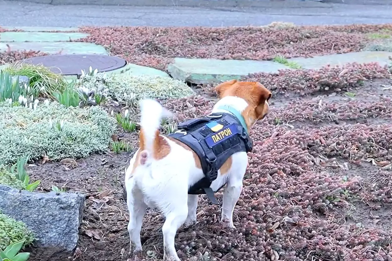 Patron the Mine Hunting Pooch out on Duty