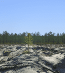 Documentare din Franța și discuții despre mediu cu cineaști și specialiști din străinătate la Pelicam 2019