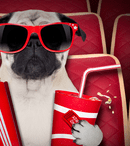 Câinii în filmele clasice și moderne - mai mult decât cei mai buni prieteni ai noștri