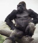 King Kong și-a câștigat și el dreptul de a avea un serial
