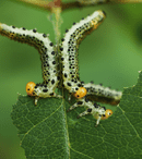 Care sunt cele mai dăunătoare insecte pentru agricultură și cum să le combați eficient?
