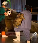 „T. rex la autopsie”, difuzat în premieră de National Geographic pe 7 iunie