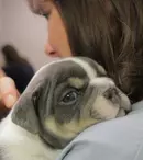 Nat Geo WILD anunță premiera „Animale la Urgență”