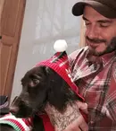 Ce animale de companie şi-au ales vedetele tale preferate