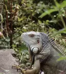 Pe vremea când David Attenborough nu era „Sir”. Cum și-a început cariera celebrul naturalist britanic