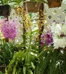 Ioana Maria Moldovan colecţionează orhidee, magneţi, rame foto şi viniluri