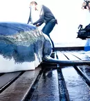 Noua serie de pe History, „Expediția rechinilor”, începe miercurea viitoare