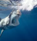 Postul Discovery difuzează “Săptămâna rechinilor” între 24 şi 30 august