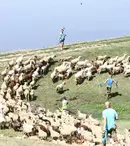 „Șerifii de România” ajung la stână