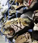 Premieră mondială la Discovery Channel: „Racing Extinction”