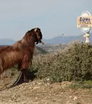 „Ferma vedetelor” se pregătește de start!