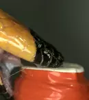 Orice greșeală ar putea fi ultima: “Vânătorii de venin”