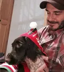 Ce animale de companie şi-au ales vedetele tale preferate