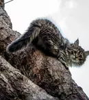 „Luna felinelor” revine la Nat Geo Wild. Ce documentare sunt în program