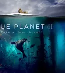 Radiohead și Hans Zimmer colaborează pentru coloana sonoră a documentarului „Planeta albastră II”