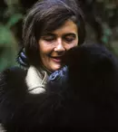 National Geographic va difuza seria documentară „Dian Fossey: Dincolo de ceață”