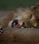 Seria de documentare „Luna feline” revine pe Nat Geo Wild din ianuarie