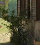 Concurenții de la „Ferma vedetelor” află azi cine va fi eliminat prin vot