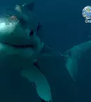 GALERIE FOTO. Luni, 23 iulie, Shark Week se întoarce la Discovery Channel pentru cea de-a 30-a aniversare