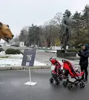 GALERIE FOTO. BBC Earth aduce documentarul „Dinastii” în România