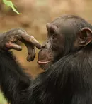 GALERIE FOTO. „Cimpanzeii”, primul episod al seriei „Dinastii”, va fi difuzat astăzi de BBC Earth