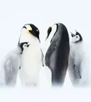 GALERIE FOTO. Astăzi, BBC Earth difuzează al doilea episod al seriei „Dinastii” – „Împăratul”