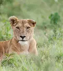 GALERIE FOTO. „Leul”, al treilea episod al seriei „Dinastii”, va fi difuzat astăzi, 6 decembrie, la BBC Earth