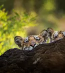 GALERIE FOTO. În această seară, se termină serialul documentar „Dinastii”, cu episodul „Tigrul”