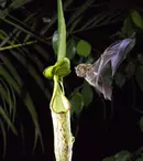 GALERIE FOTO. Netflix prezintă imagini în premieră din noul serial documentar „Planeta noastră”