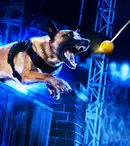 History transmite în exclusivitate reality show-ul „Câini polițiști de top”