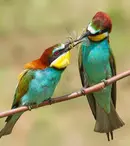 Emisiunea „Digi Animal Club” revine cu noi ediții din 6 iunie la Digi Animal World