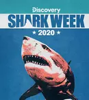 Seria „Rechinii uriași” aniversează 20 de ani, iar Discovery Channel a pregătit un program special începând de astăzi
