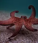 „Înțelepciunea caracatiței”, documentarul premiat cu Oscar la gala 2021, este disponibil pe Netflix