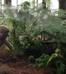 Serialul apocaliptic „Sweet Tooth: Un băiat cu cornițe” are premiera la Netflix