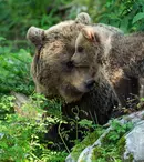 (P) Reîntoarcerea urșilor