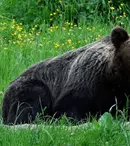 „Arthur şi fraţii săi”- ancheta ce încheie sezonul „Dosar România”, la TVR 1