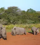 “Ziua Mondială a Rinocerului”, la National Geographic Wild. Care sunt noutățile lunii septembrie