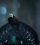 „Mai avem motive de bucurie, trebuie doar să deschidem ochii să le vedem”. „România sălbatică” intră de mâine în cinematografe